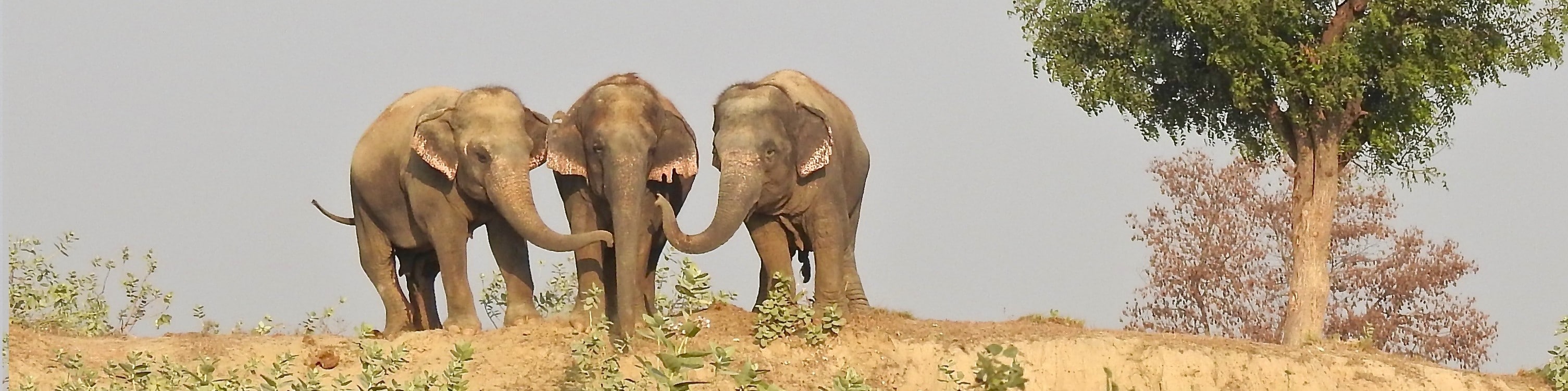 A new life for abused elephants at Wildlife SOS, India