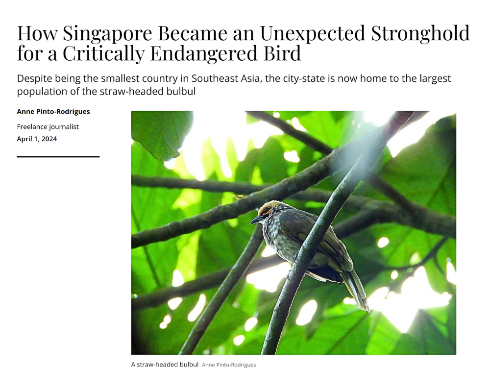Smithsonian - How Singapore Became an Unexpected Stronghold for a Critically Endangered Bird