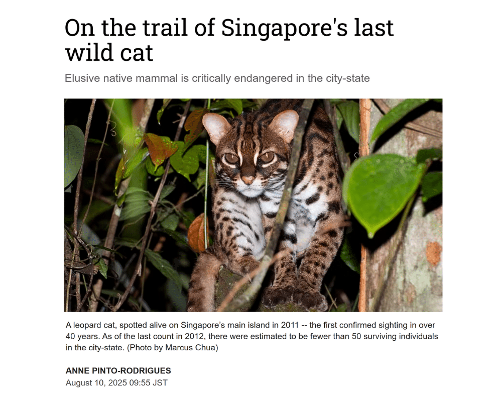 Nikkei asia - On the trail of Singapore's last wild cat