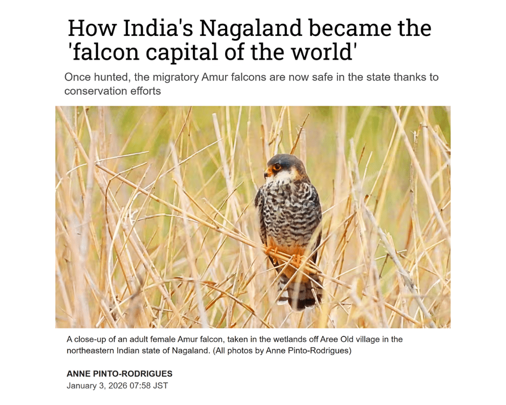 Nikkei asia - India Nagaland Falcon Capital