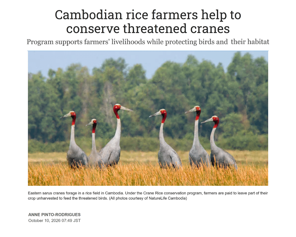 Nikkei asia - cambodian-rice-farmers-help-to-conserve-threatened-cranes