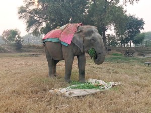 Suzy, at 67 years of age, is the oldest female elephant at the Elephant Conservation & Care Centre. She is also blind. Her special diet accounts for her age and chewing ability. In this image, she is seen eating her nutritious greens. She is wrapped in blankets to keep her warm.