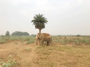 The very artistic Phoolkali, giving herself a good scratch, on her evening walk. In collaboration with Singapore-based artist Alpana Ahuja, Phoolkali creates masterpieces with her footprint impressions.