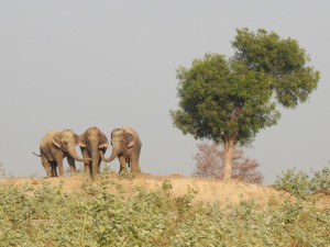 Rescued elephants, Bijli (L), Chanchal & Laxmi (R) enjoy hanging out together.