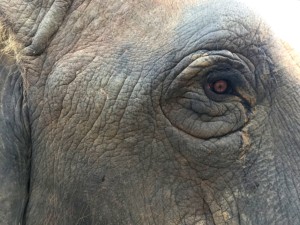 The kind eyes of one of the rescued female elephants, at the Elephant Conservation & Care Centre.