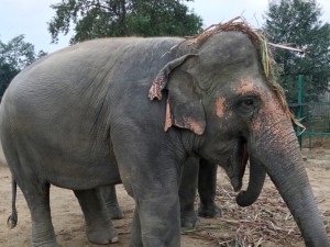 Coco is a playful young elephant, rescued by Wildlife S.O.S.in 2015 from a circus, along with 3 other young elephants. Coco’s ears are torn from the use of a bullhook during her time in the circus.