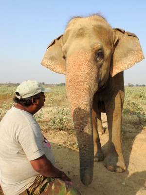 Munnabhai, one of the elephant caretakers, shares a quiet moment with rescued elephant Phoolkali, during their evening walk. Phoolkali is about 60 years old and was put to work as a begging elephant.