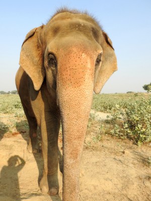 Eye-to-eye with Phoolkali, the gentle giant. In collaboration with Singapore-based artist Alpana Ahuja, Phoolkali creates masterpieces with her footprint impressions.