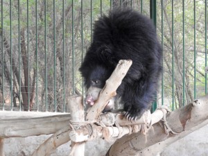 Mowgli, a bear cub rescued at 3 months of age after poachers killed its mother, enjoys some honey.