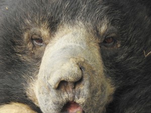 The badly-damaged muzzle of a former ‘dancing bear’. Under the watchful care of Wildlife SOS, the muzzle has healed but the disfigurement remains.
