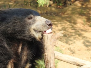 Chottu, a former 'dancing bear', relishes the honey his caretaker has smeared at the very top of his 'enrichment platform', to entice him to climb and get some exercise.