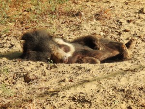 Kajal, a former 'dancing bear' enjoys a snooze in the afternoon sun.