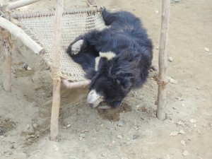Ganesh, also a former ‘dancing bear’ enjoys his siesta in the hammock included in his enrichment centre.