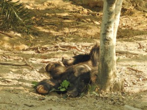 Another rescued bear enjoys a snooze under the shade of a tree.