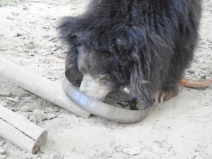 An old, blind bear slurps up its porridge meal.