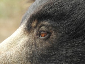 A young bear rescued from poachers and housed at the Wildlife SOS Agra Bear Rescue Facility.