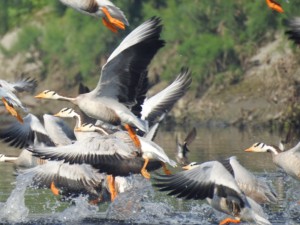 The ABRF is located on the banks of the Yamuna river, which is frequented by a variety of migratory birds.