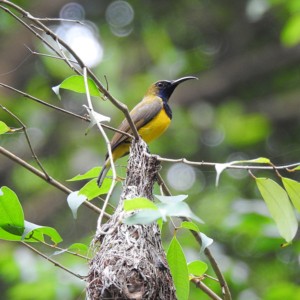 A male Olive-backed Sunbird guarding its nest.
