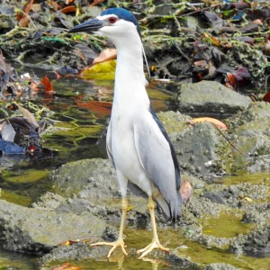 A Black-crowned Night Heron, rarely seen in Singapore.
