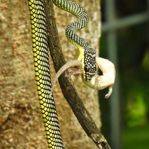 A Paradise Tree Snake makes a meal of a lizard.