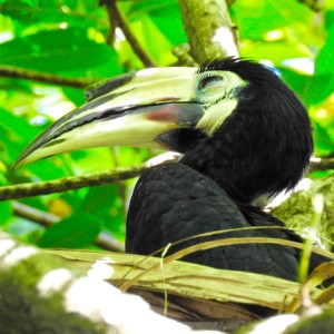 A Oriental Pied Hornbill dozing off in the morning sun.