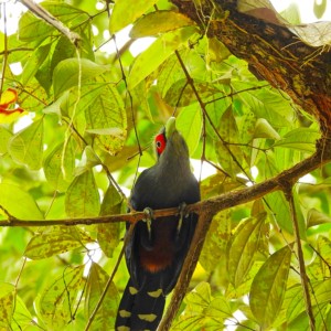 A Chestnut-bellied Malkoha, a species in the Cuckoo family, in the MacRitchie forest.