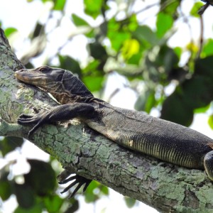 A Malayan Water Monitor Lizard basks high up on a tree, in the Pasir Ris mangrove forest.