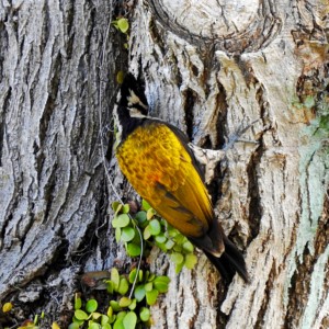 A female of the Common Flameback (or Goldenback) Woodpecker well-camouflaged against the tree bark.