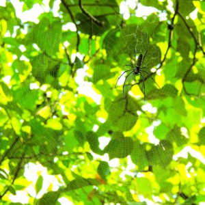A large web woven by the Batik Golden Web Spider, at the Sungei Buloh wetlands.