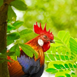A Red Junglefowl, wild ancestor of the domesticated chicken.