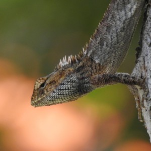 An Oriental Garden Lizard (Calotes versicolor), also known as the Changeable Lizard, photographed at the East Coast Park.
