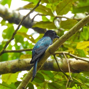 A Square-tailed Drongo-Cuckoo, a species of cuckoo that closely resembles the drongo.