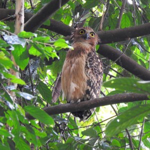 A lone Buffy Fish Owl resting in the foliage of Singapore Botanic Gardens.