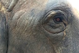 The kind eyes of one of the rescued female elephants, at the Elephant Conservation & Care Centre.